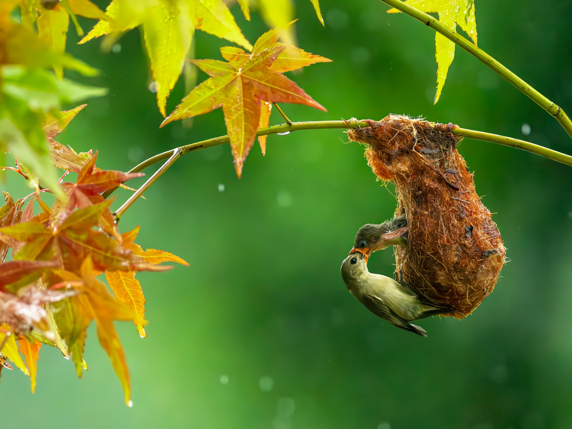7月-(春)-入選-吳(糸秀)華 -饑啄